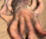 vidéo pieuvre poule trou sable bruit pet