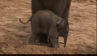 États-Unis : naissance d'un bébé éléphant au Texas