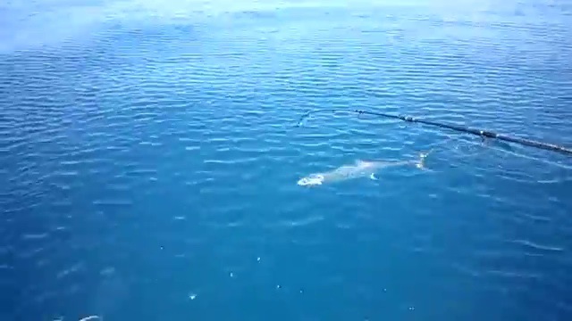 Un requin attaque un kayak (Hawaï)