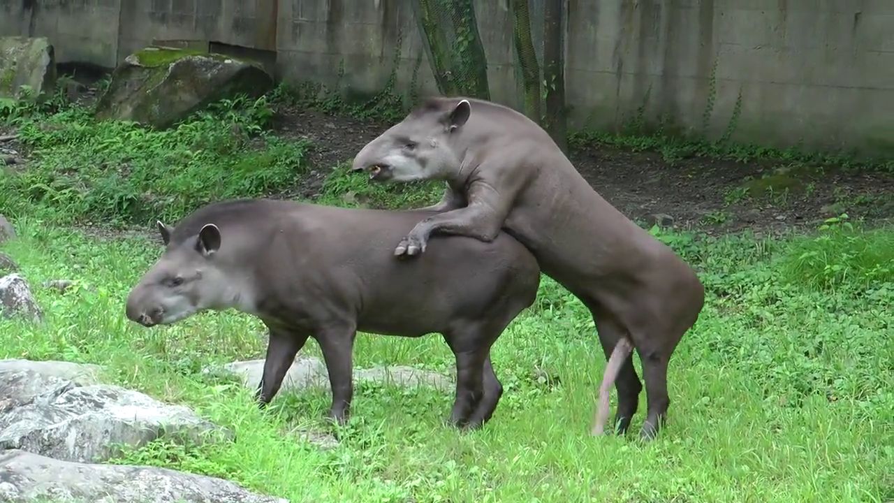 Un tapir bien membré essaie de s'accoupler 