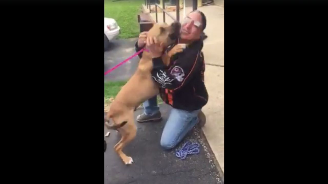 Un chien dit adieu à son maitre mourant