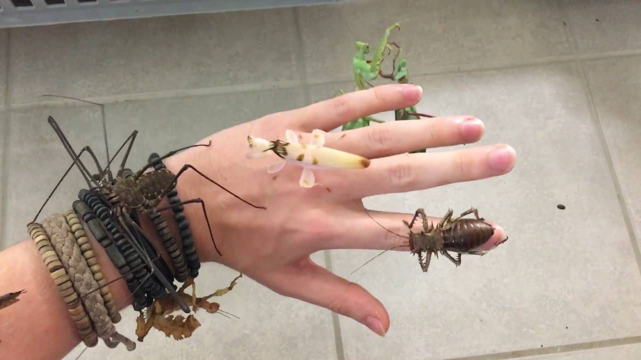 Самый страшный жук в мире фото