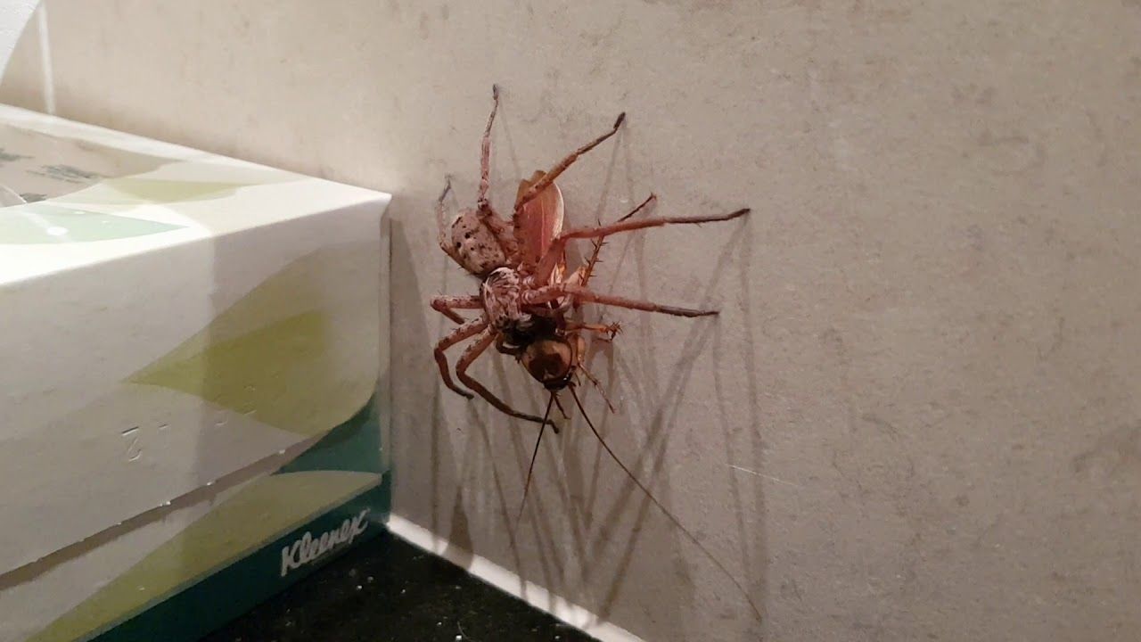Cette araignée géante portant une souris va hanter vos nuits