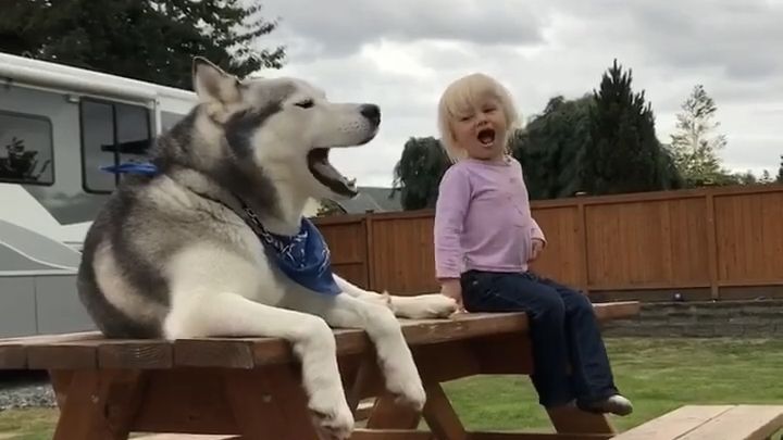 Un husky imite une fillette qui crie